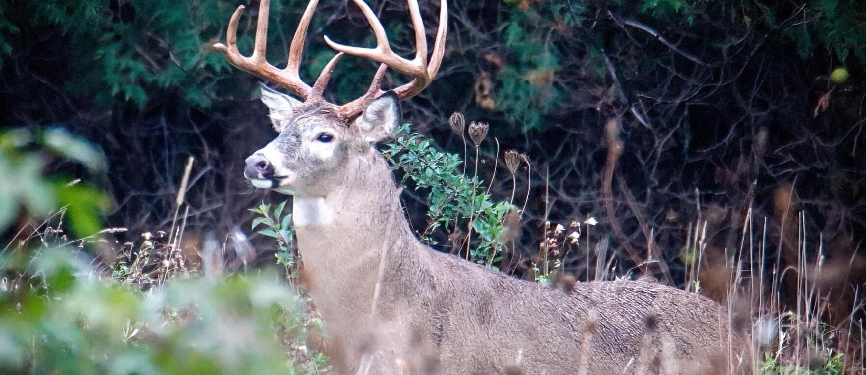 November 9 was Best Day for Ohio’s Bowhunters Reports ODNR